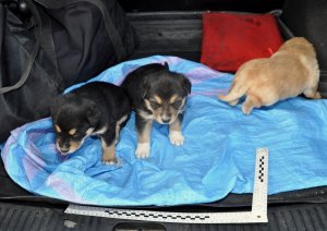 trzy szczeniaki w bagażniku radiowozu