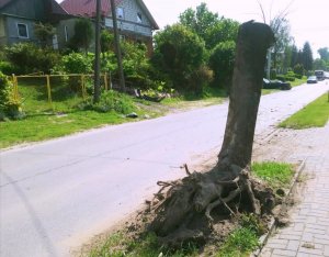 drzewo na poboczu drogi z widocznymi korzeniami po uderzeniu przez samochód